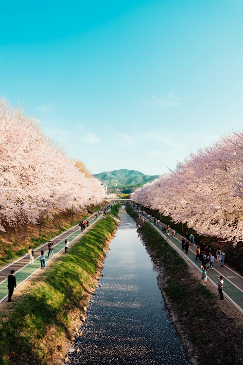 Riverside cherry blossom trees