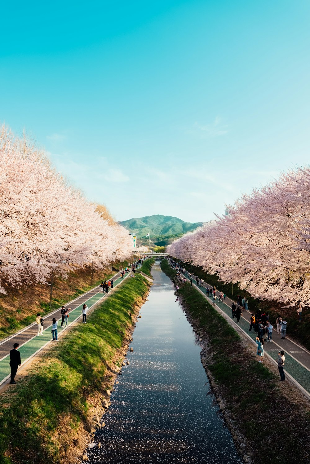 people walking along a river lined with cherry blossom trees