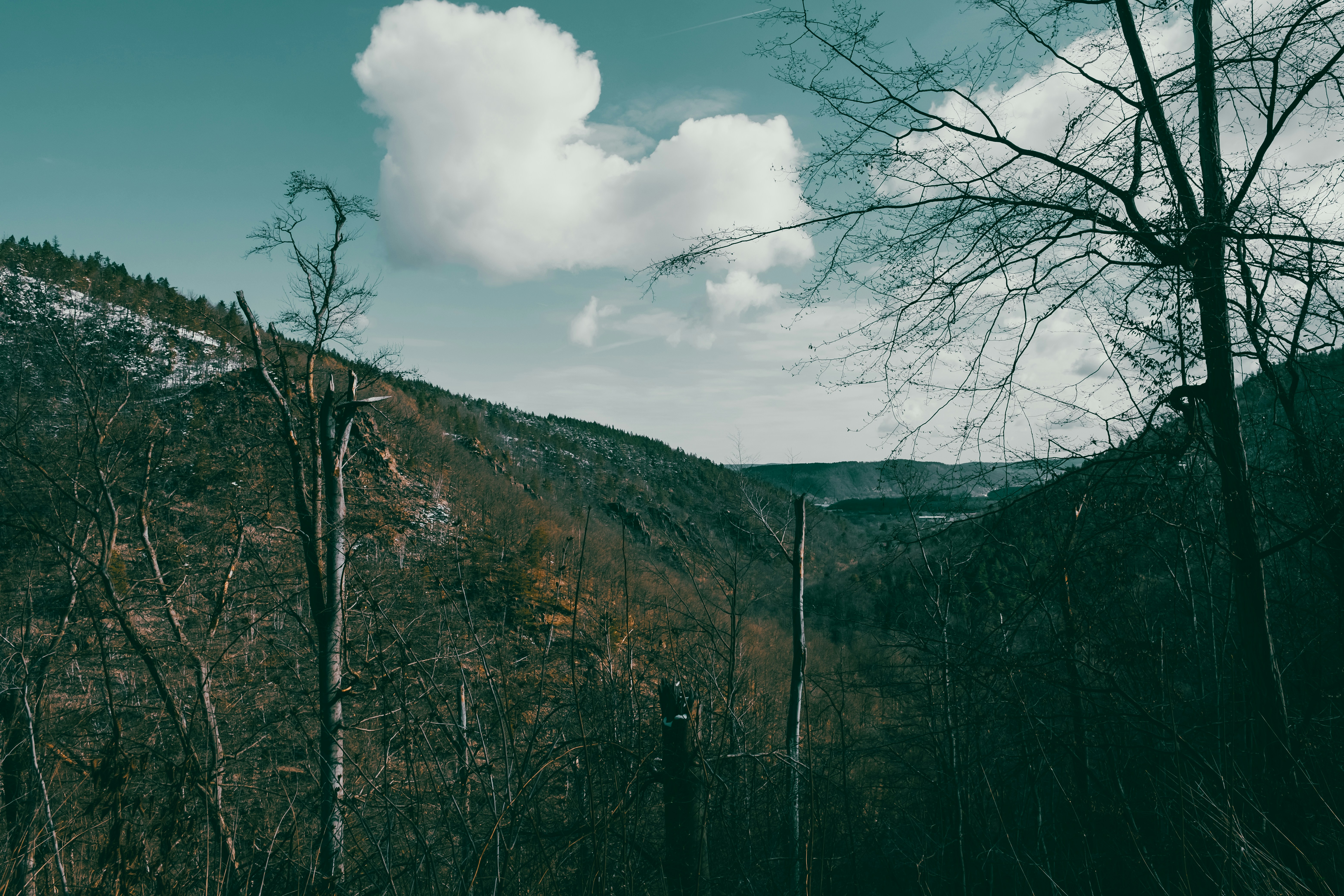 a scenic view of a mountain with trees in the foreground
