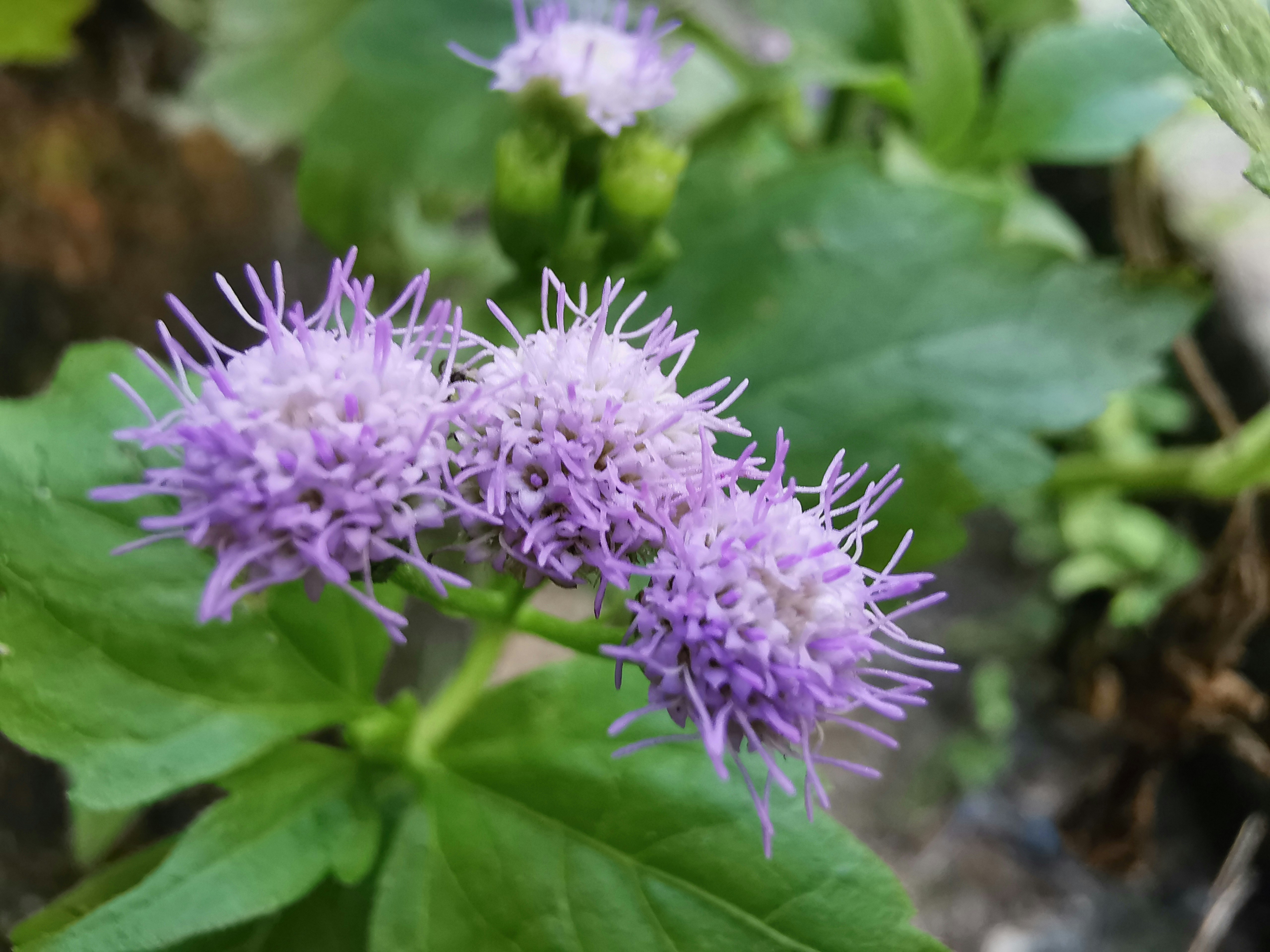 Photo by thoeunratana