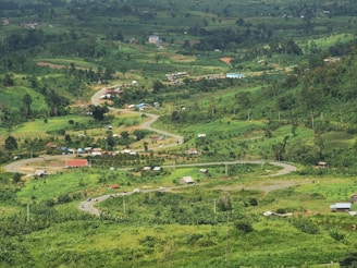 a lush green hillside covered in lots of trees