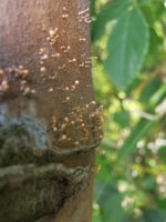 Tiny, orange fungi or mold structures are growing on the rough surface of a tree trunk. The background is blurred, with hints of green leaves, suggesting a natural outdoor setting.