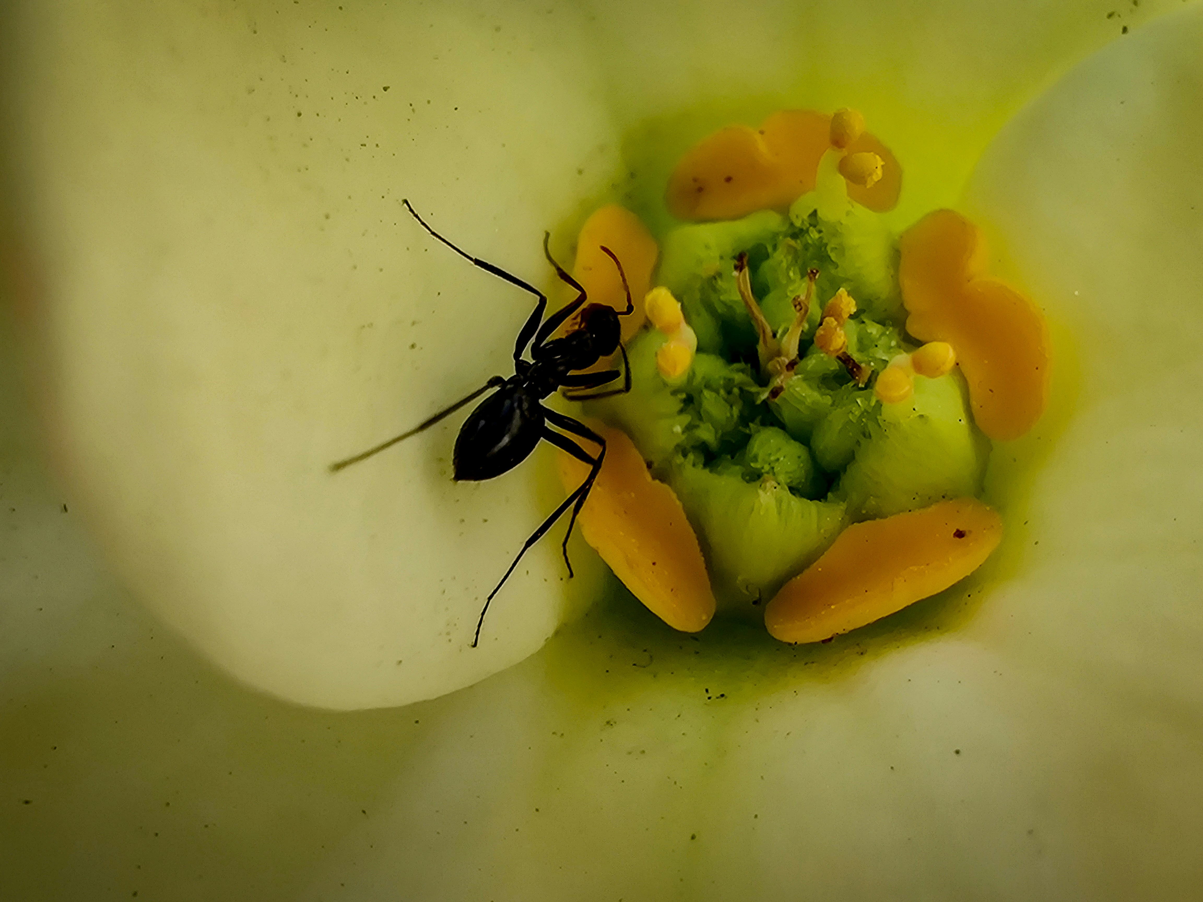 a close up of a flower with a bug inside of it