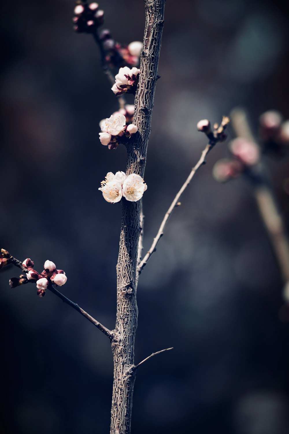 a tree branch with white flowers on it