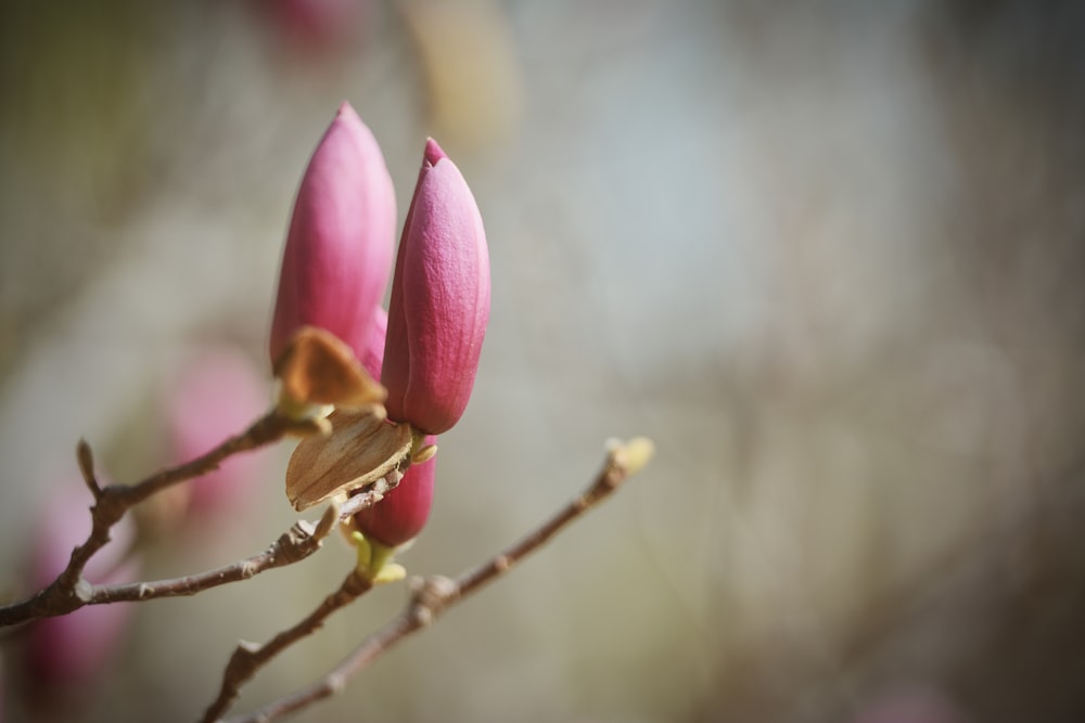 a close up of a flower on a tree branch