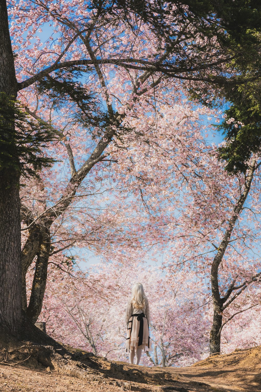 a woman in a kimono standing in front of a cherry blossom tree