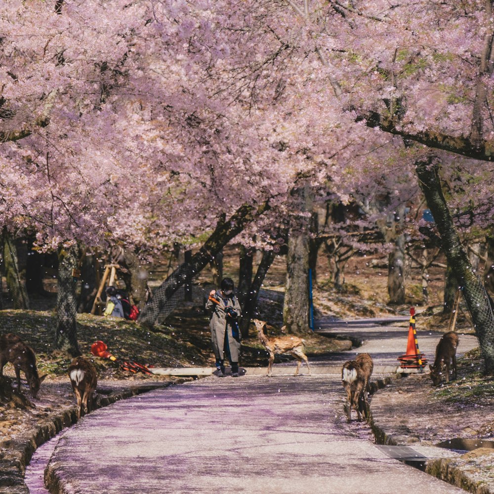 a group of people walking down a path under a tree filled with pink flowers