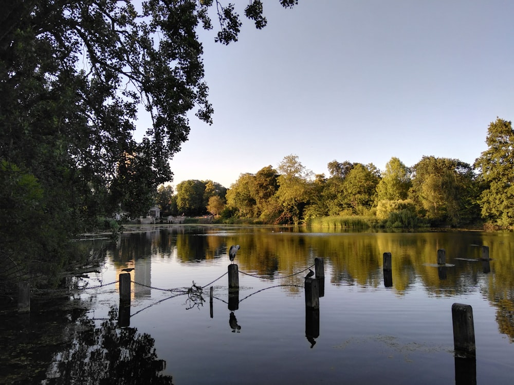 a body of water surrounded by a forest