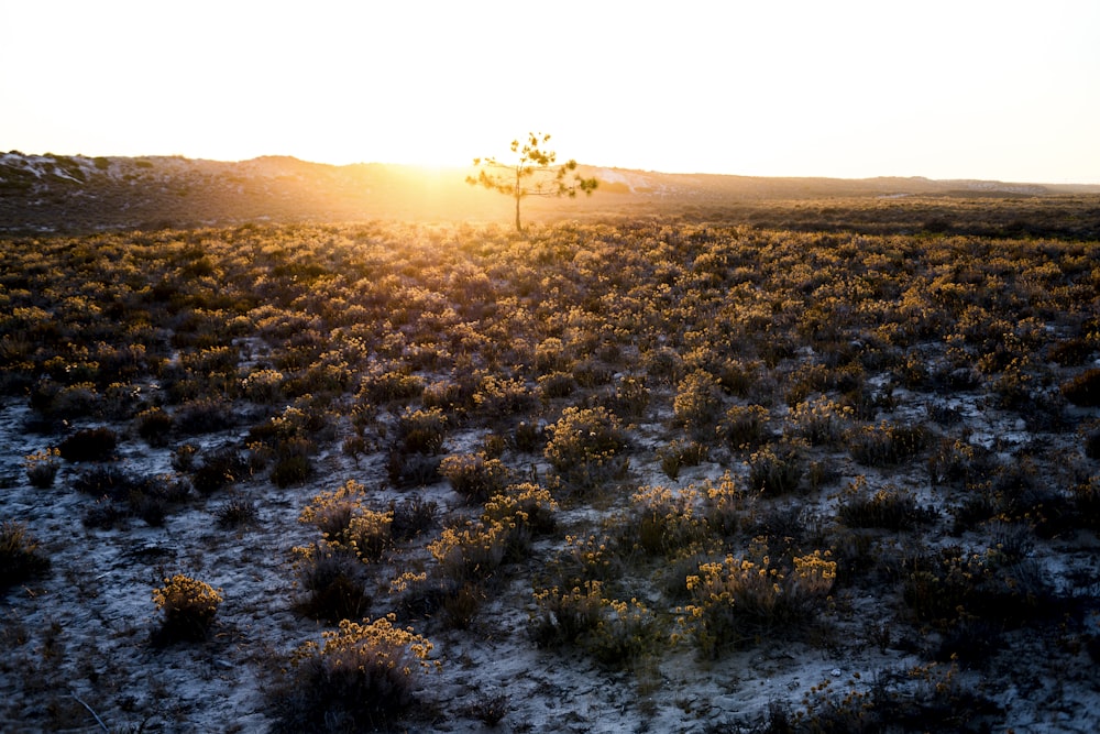 a lone tree in the middle of a snowy field