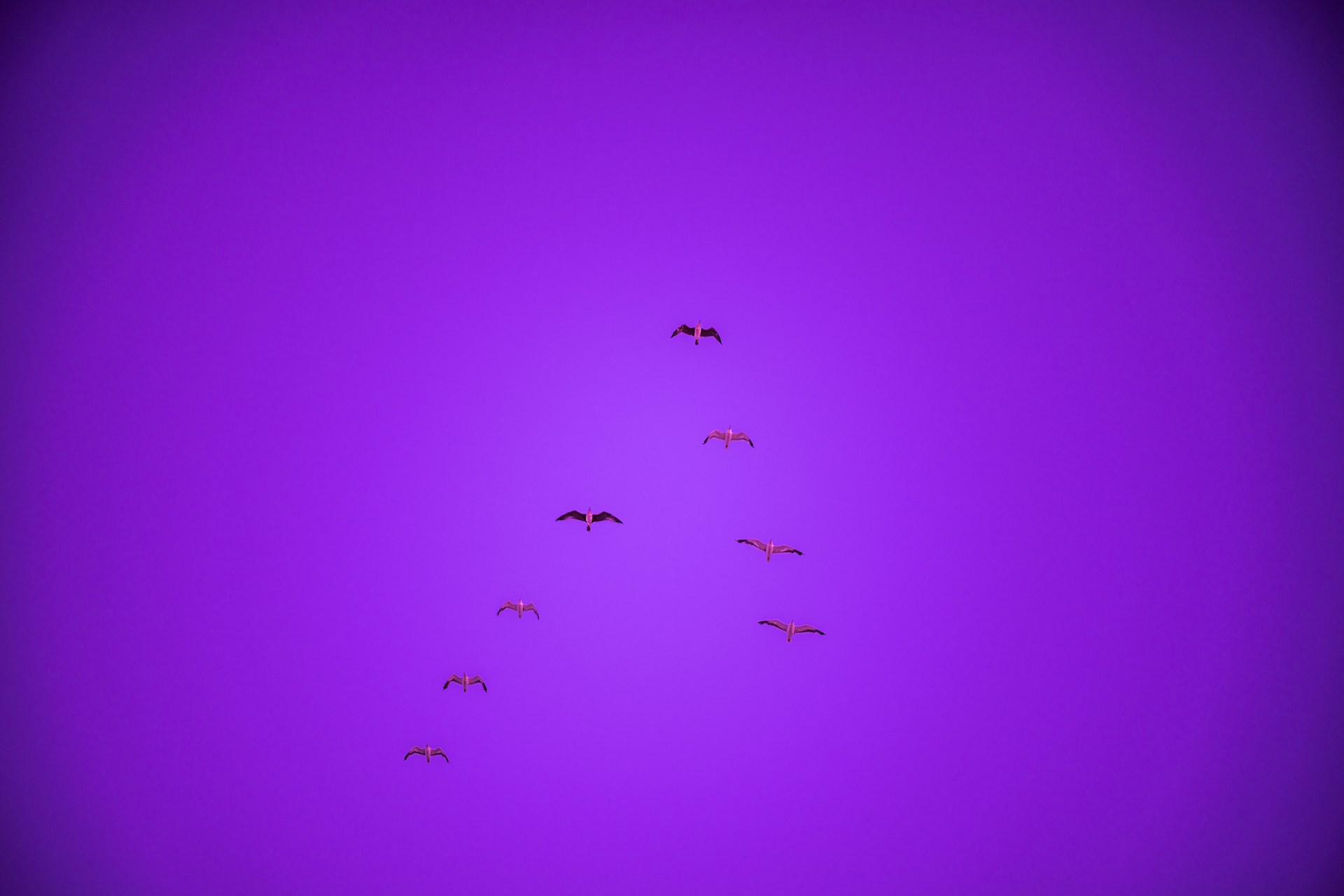 a flock of birds flying through a purple sky