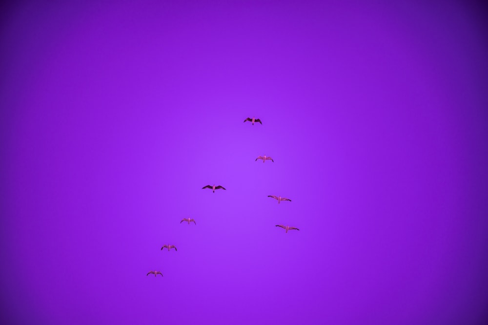 a flock of birds flying through a purple sky