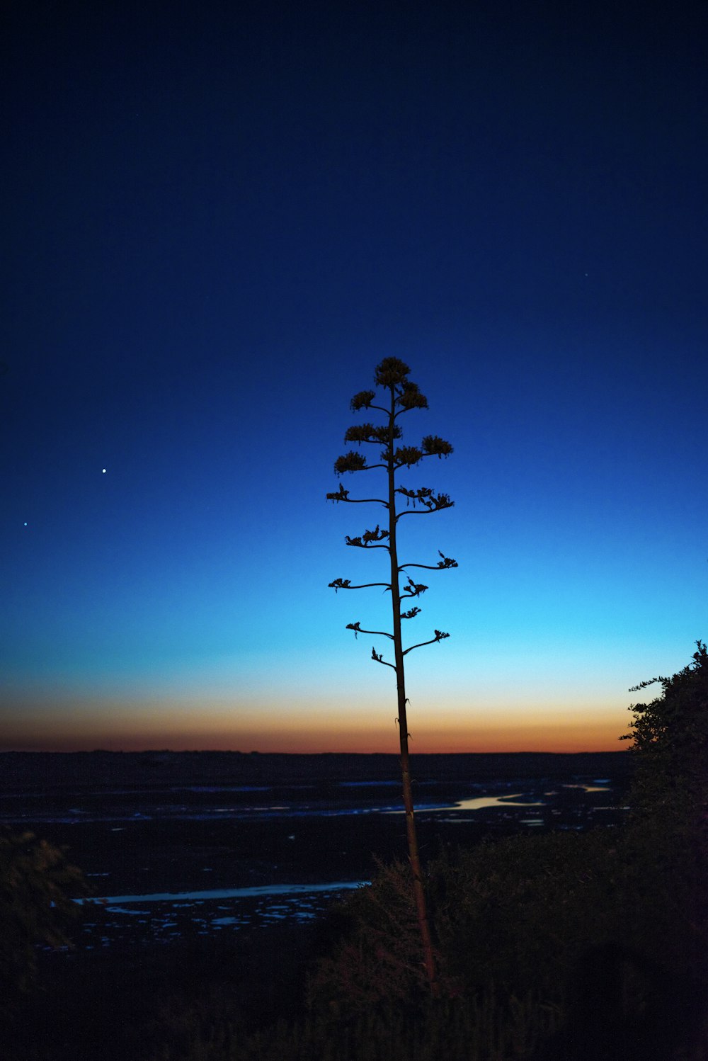 a tall tree sitting on top of a lush green hillside