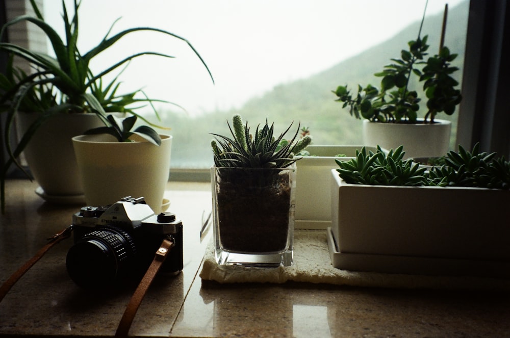 a window sill with plants and a camera on it