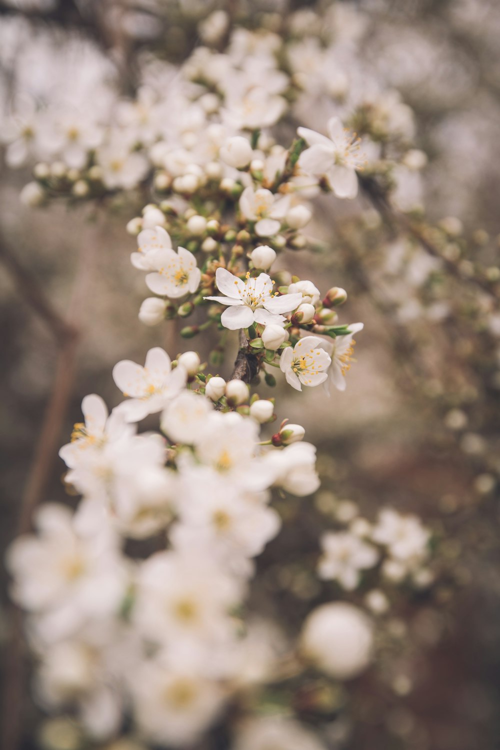 a bunch of white flowers that are on a tree