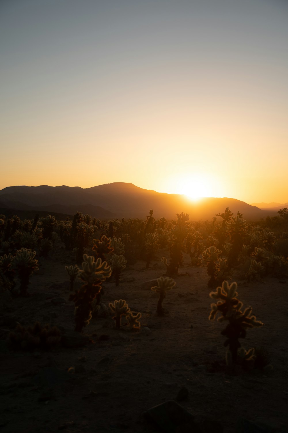 the sun is setting over a desert with cacti
