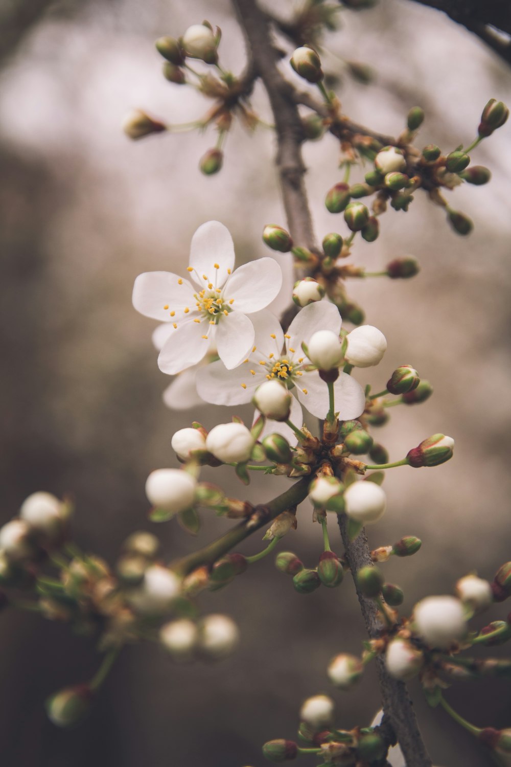 a close up of a flower on a tree branch