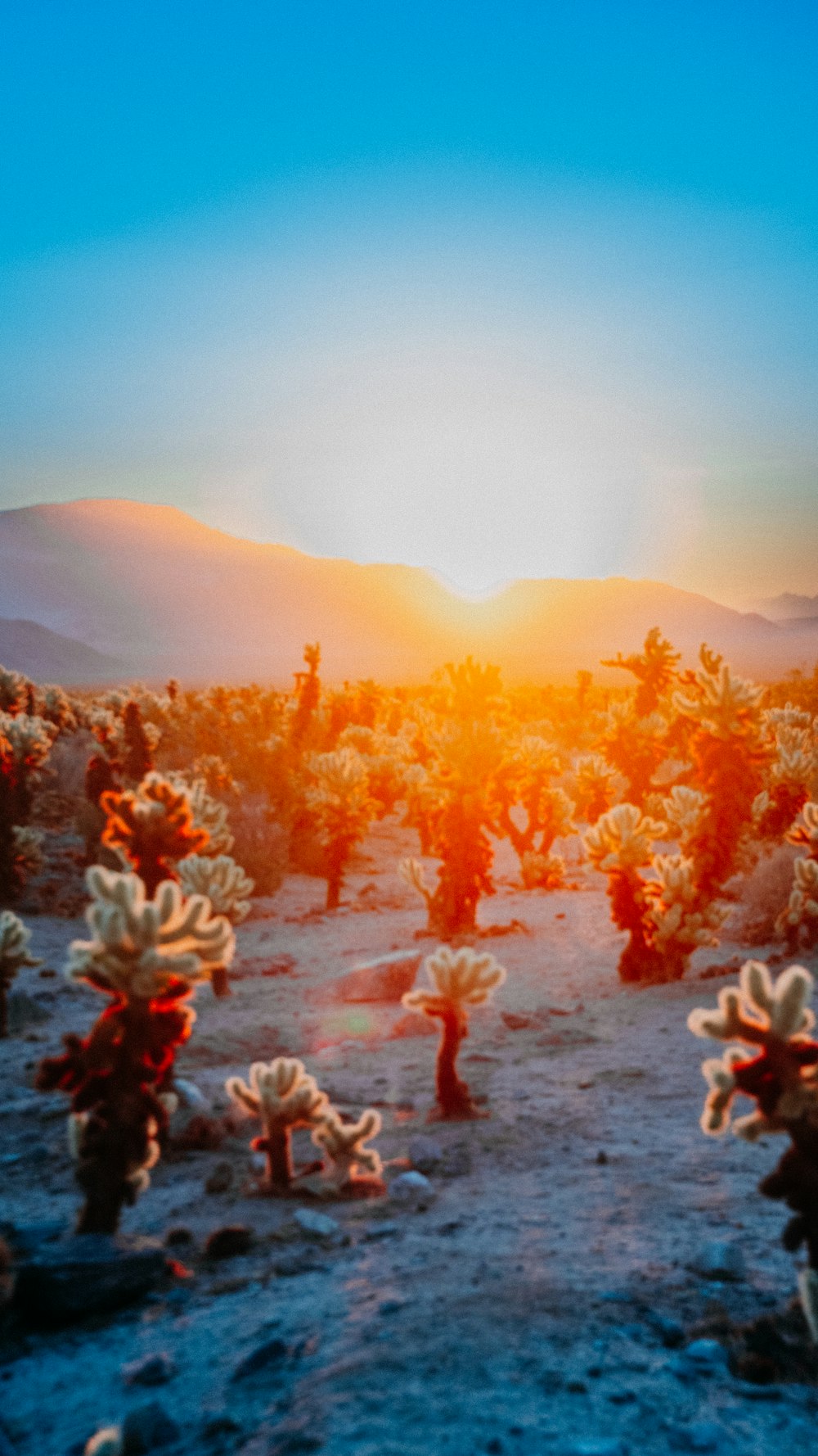 El sol se está poniendo sobre el desierto con muchos cactus