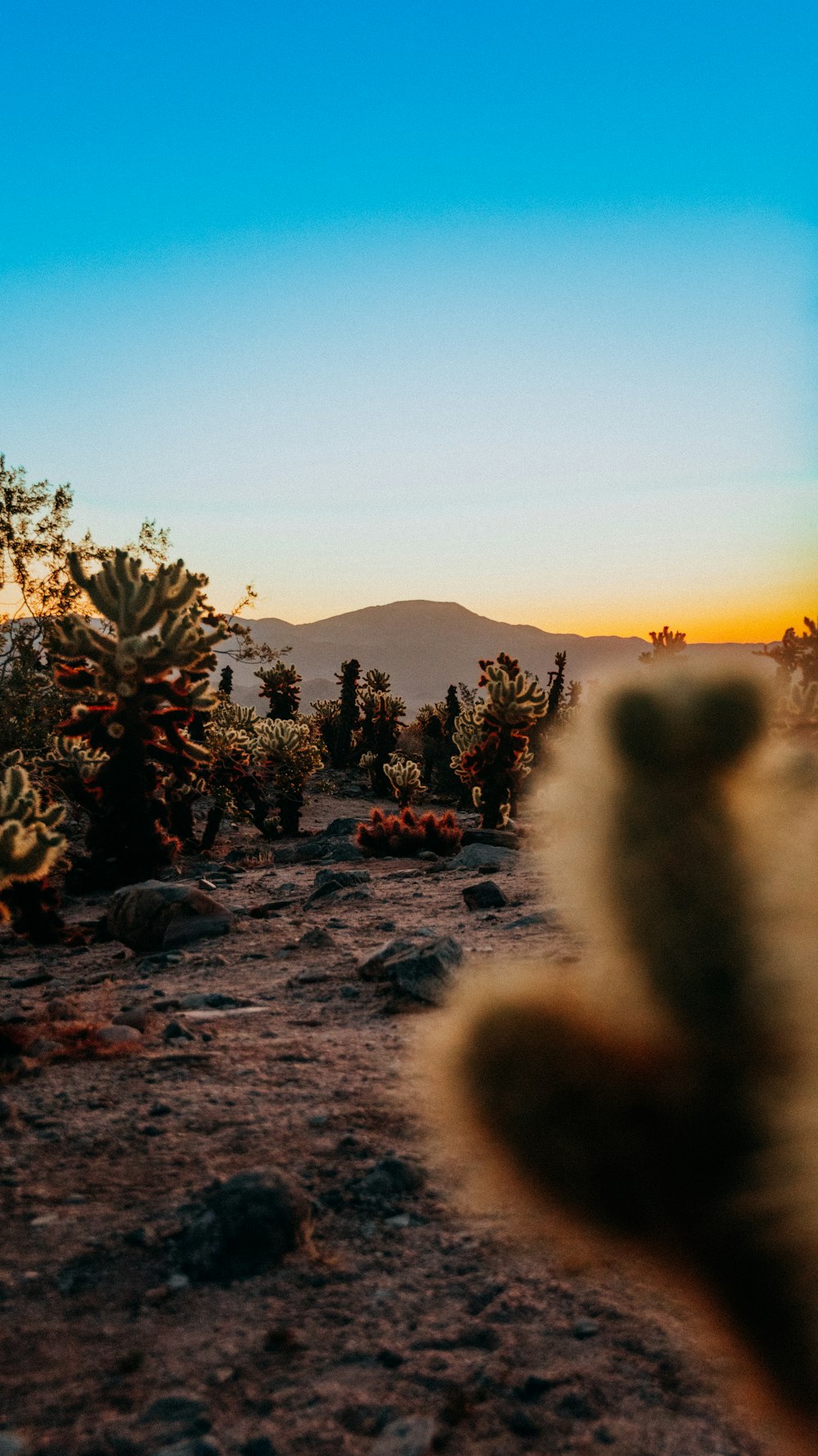 a cactus in the foreground with mountains in the background