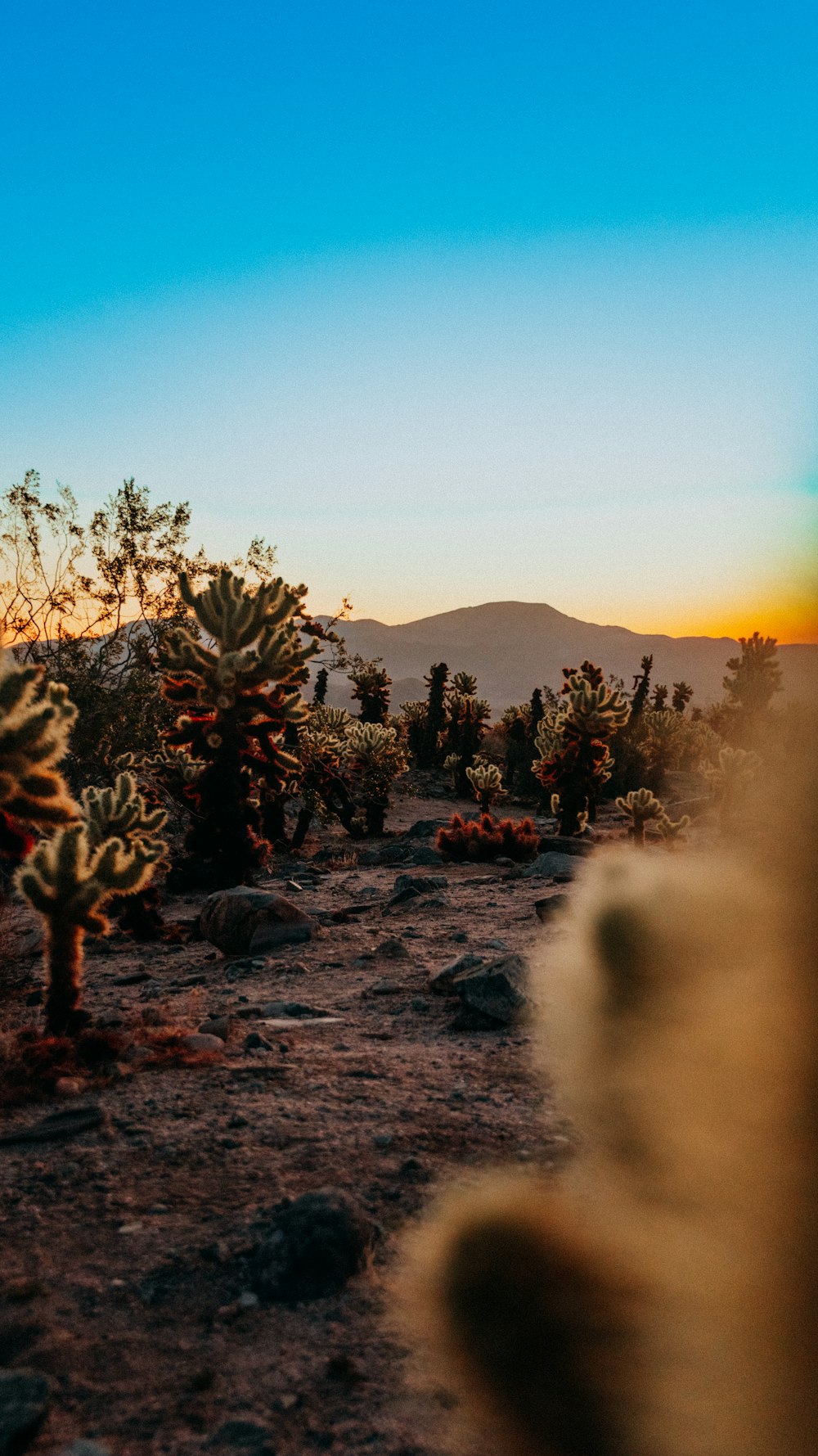 a cactus field with mountains in the background