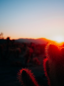 A landscape at sunset with the sun casting a warm glow over the horizon. Silhouetted cacti in the foreground are backlit, highlighting their spiky textures. The sky transitions from deep blue at the top to vibrant orange and red closer to the horizon.