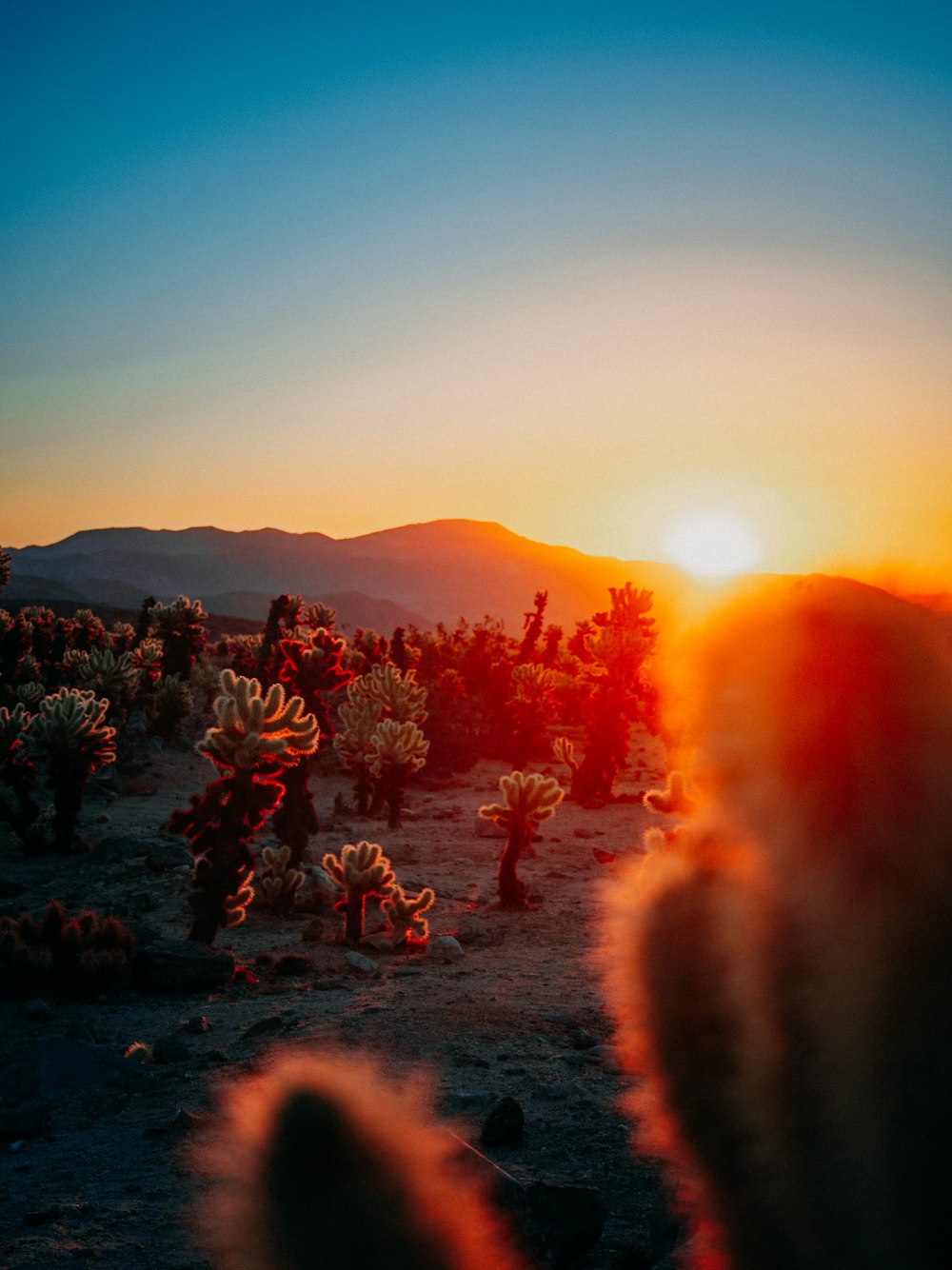 the sun is setting over a desert with cacti