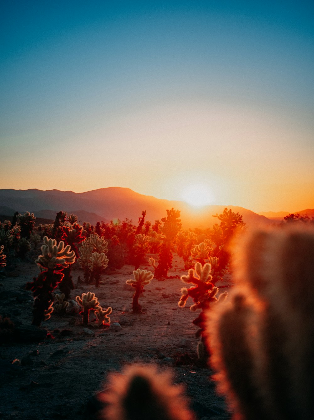 the sun is setting over a desert with cacti