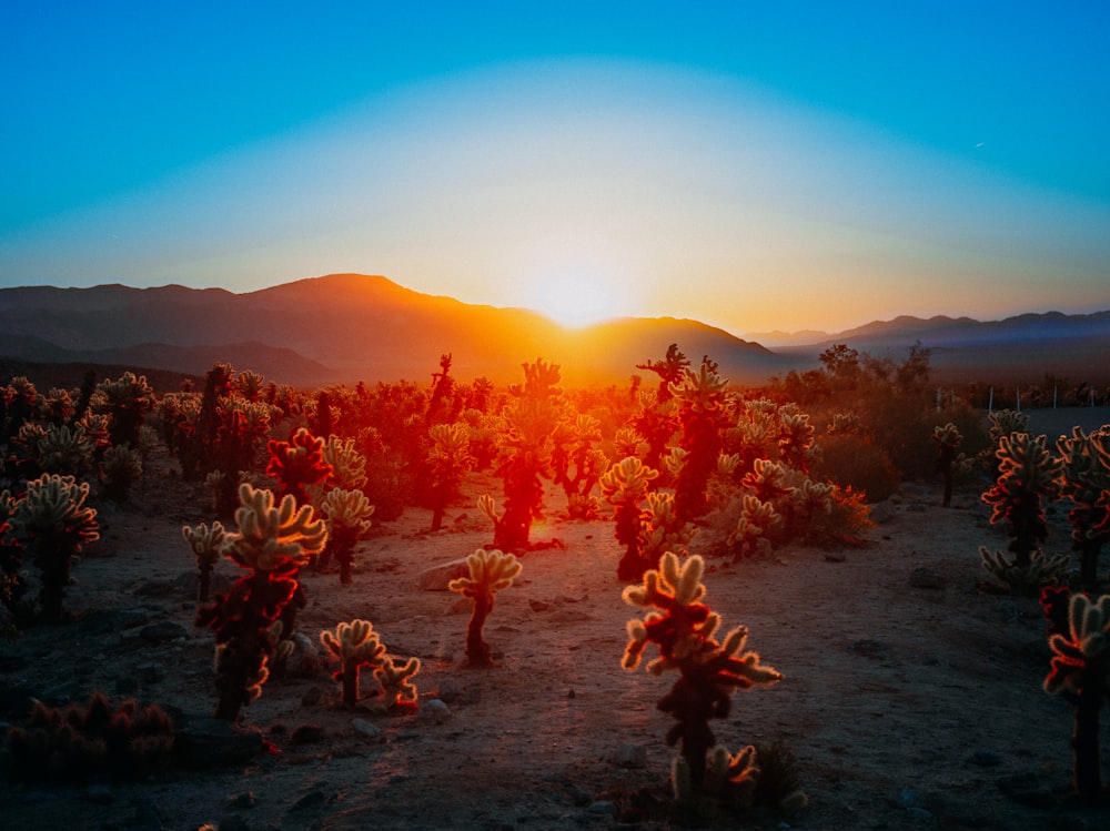 the sun is setting over a desert with cacti