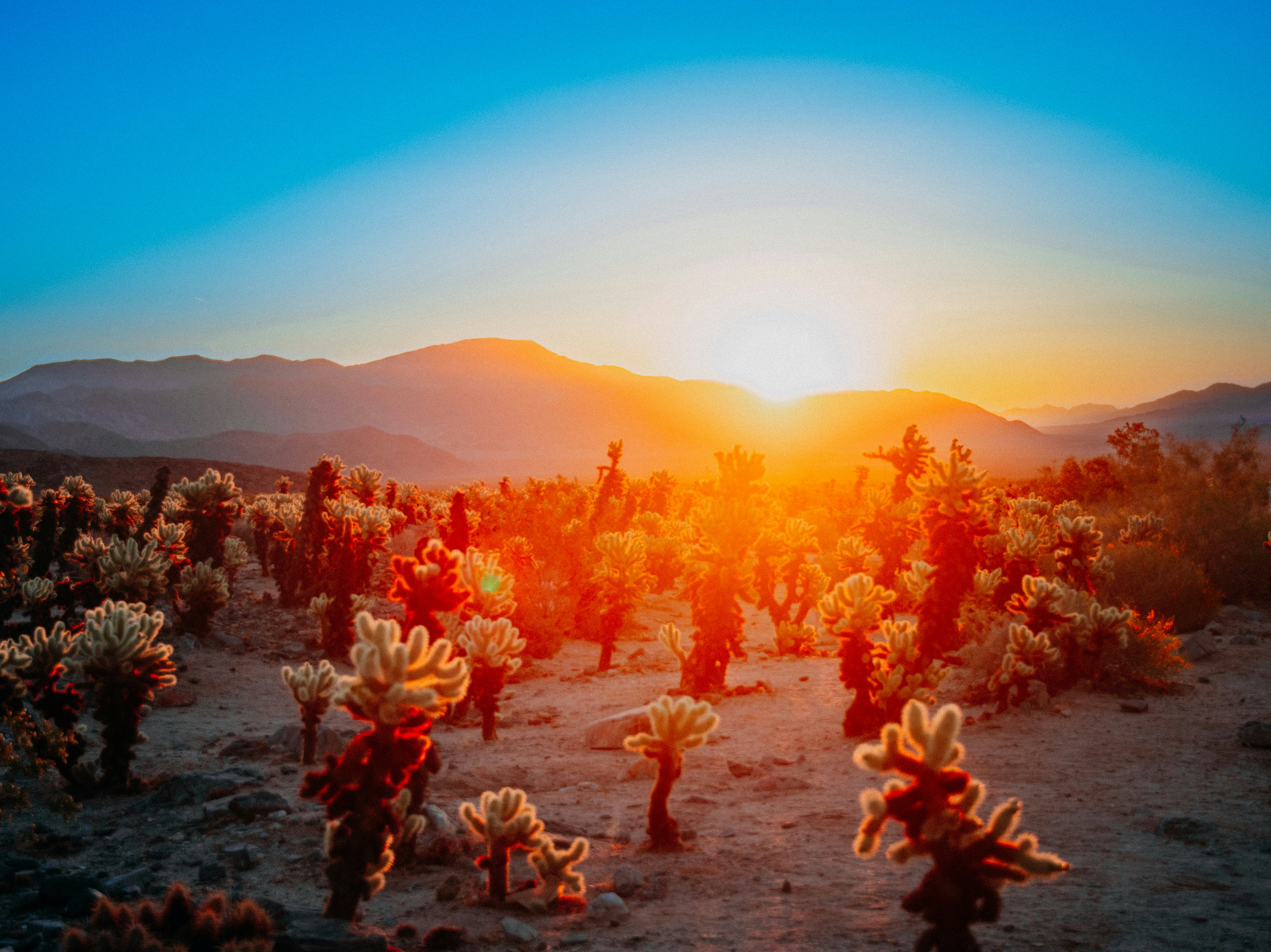 the sun is setting over the desert with many cacti