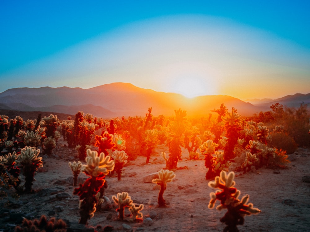 the sun is setting over the desert with many cacti