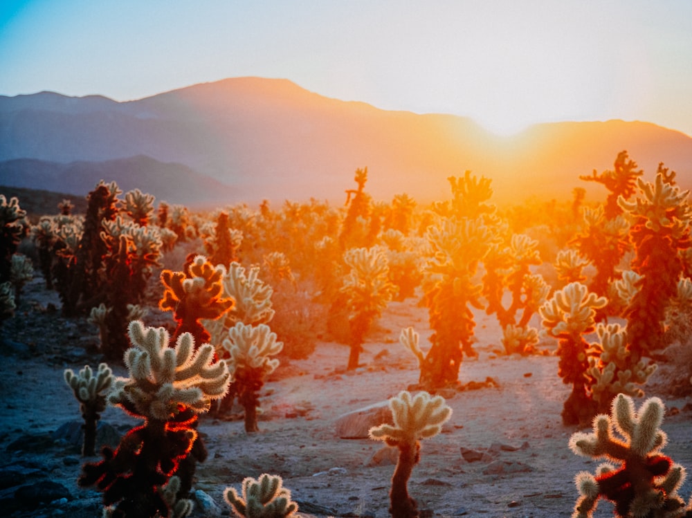 a large group of cactus plants in the desert