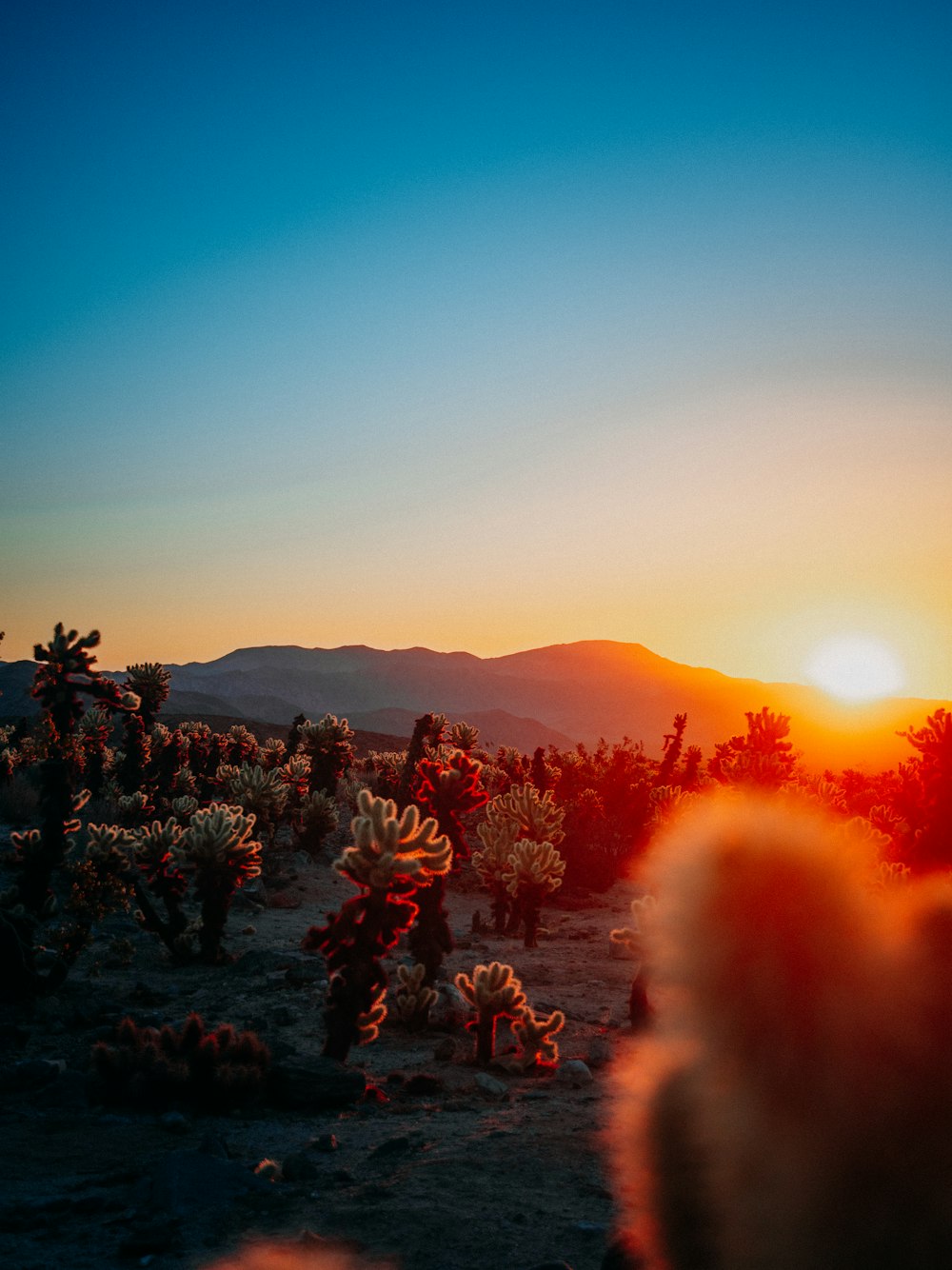 the sun is setting over a desert with cacti