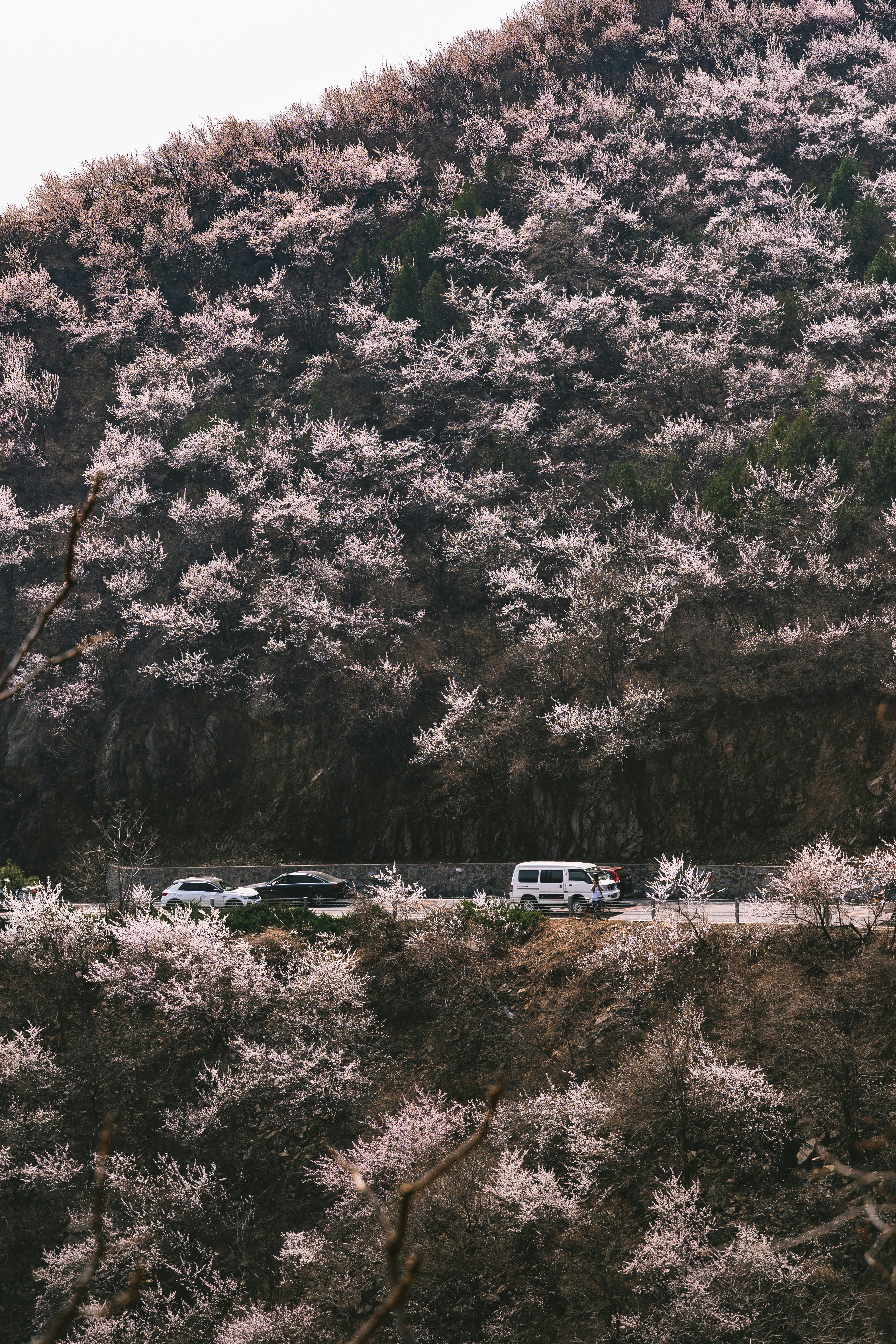 a close up of a tree