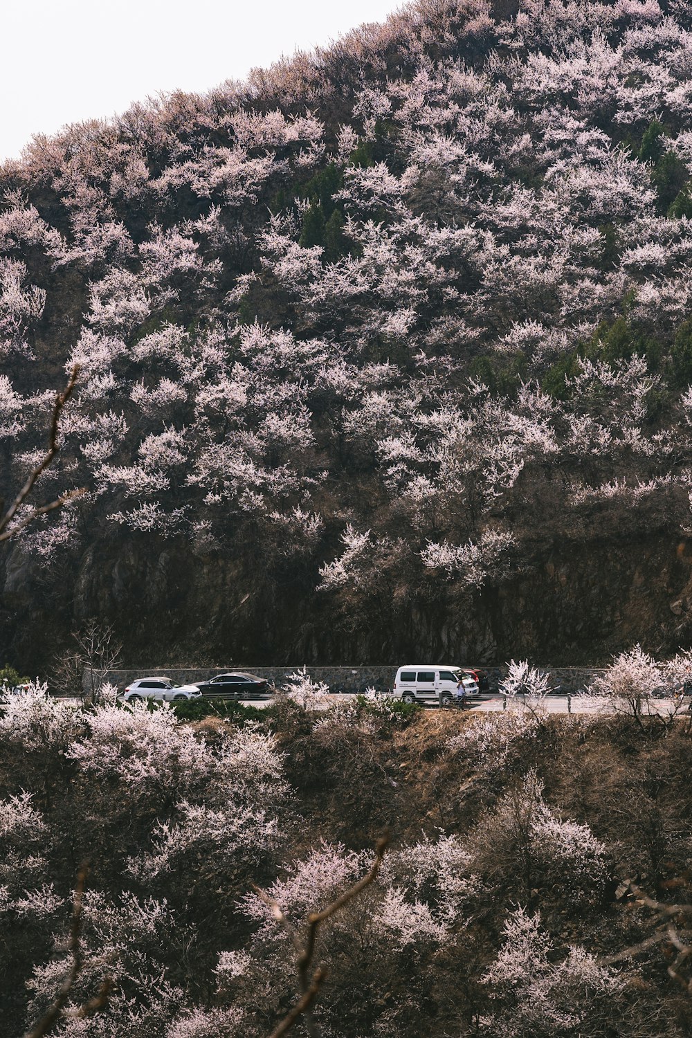 木のクローズアップ