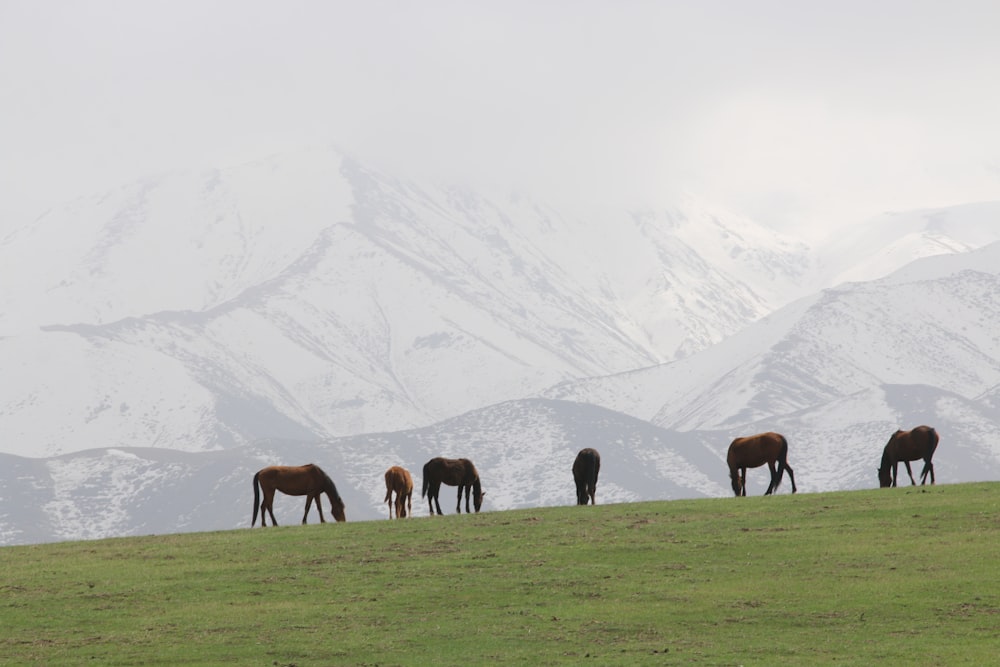a herd of horses grazing on a lush green hillside
