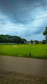 A lush green field with a herd of sheep grazing under a cloudy sky. In the background, trees line the boundary of the field, and there are a few small buildings visible. A person wearing a red outfit stands near the sheep, possibly shepherding them. Overhead, several power lines run parallel across the scene.