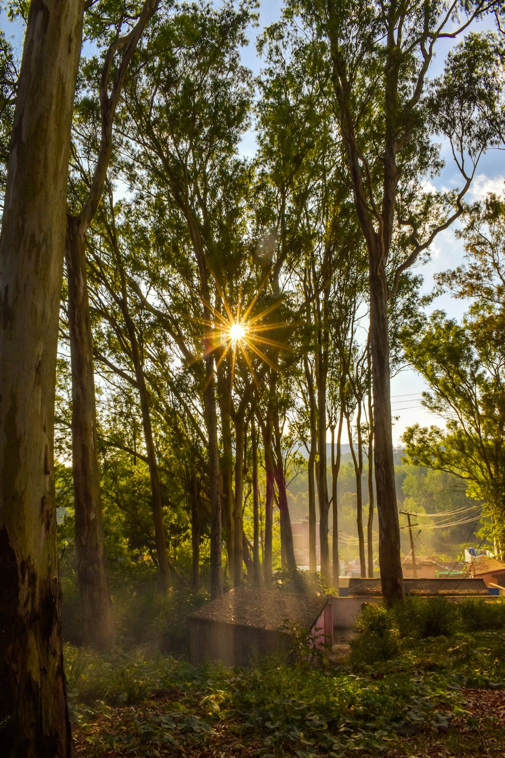 a tree in a forest