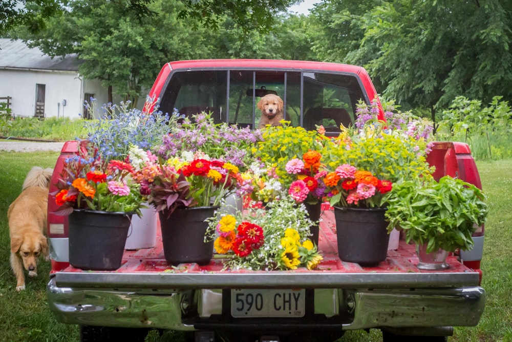a dog sitting in the back of a truck with flowers in the bed