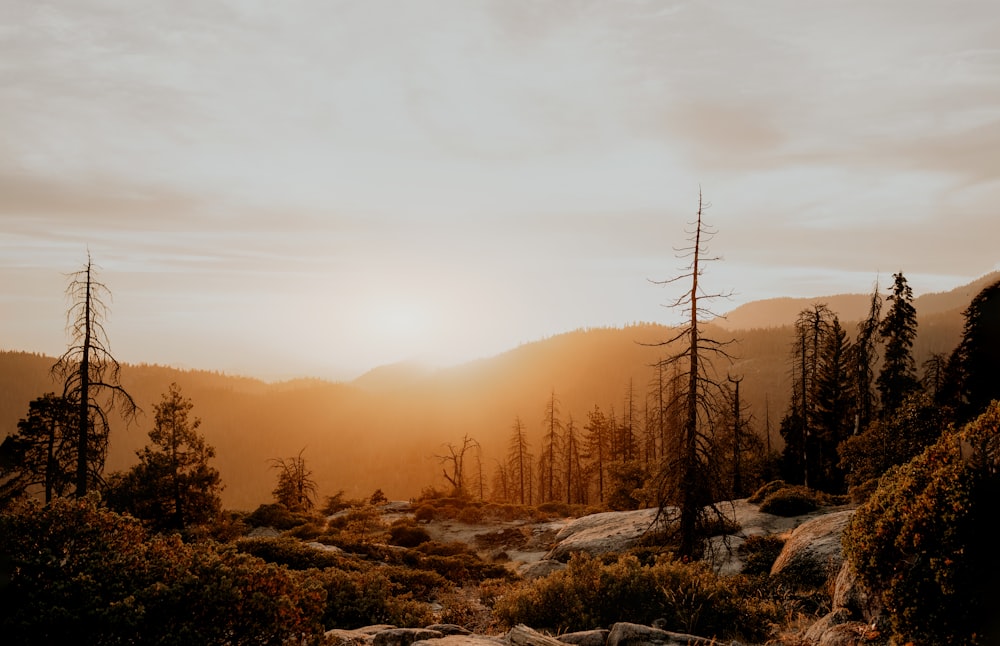 a sunset over a forest