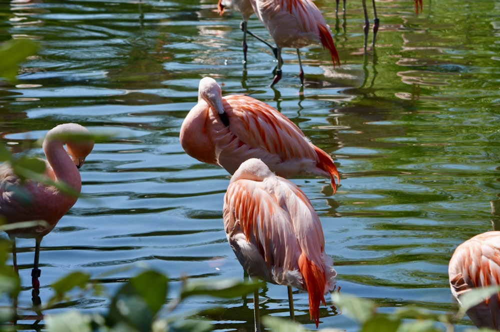 a group of flamingos standing in the water