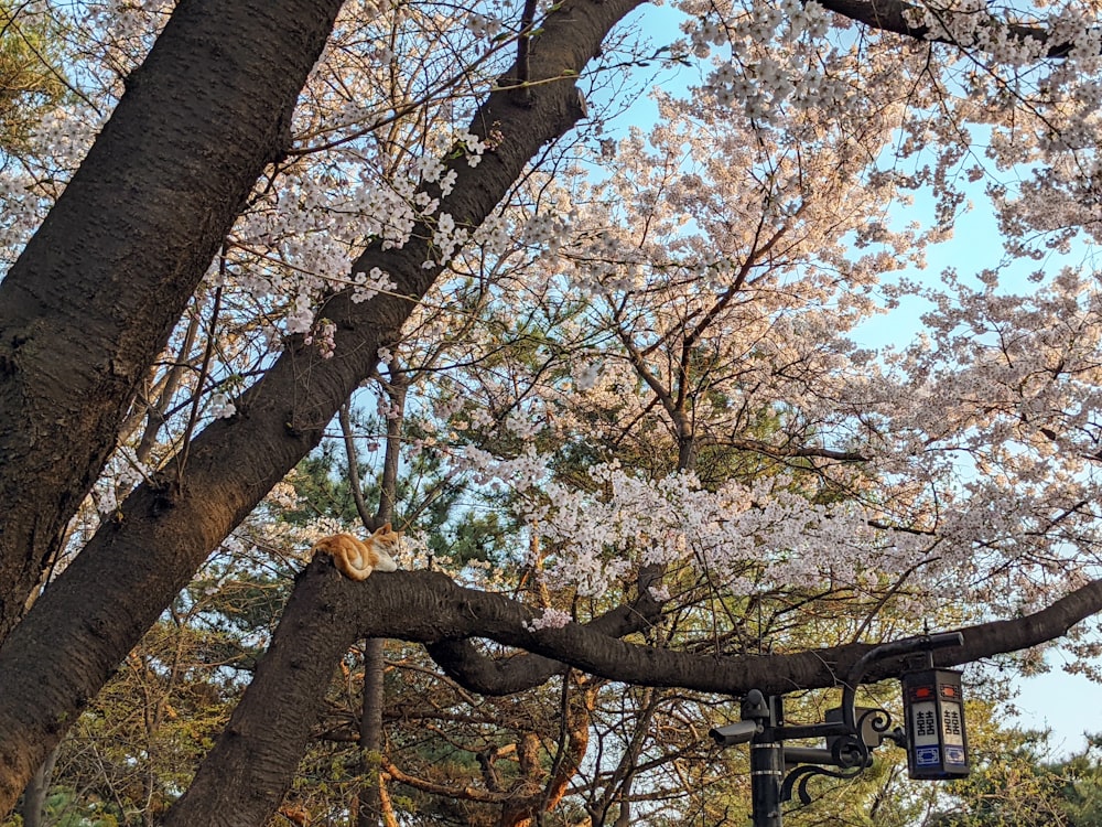 a street light sitting next to a tree filled with flowers