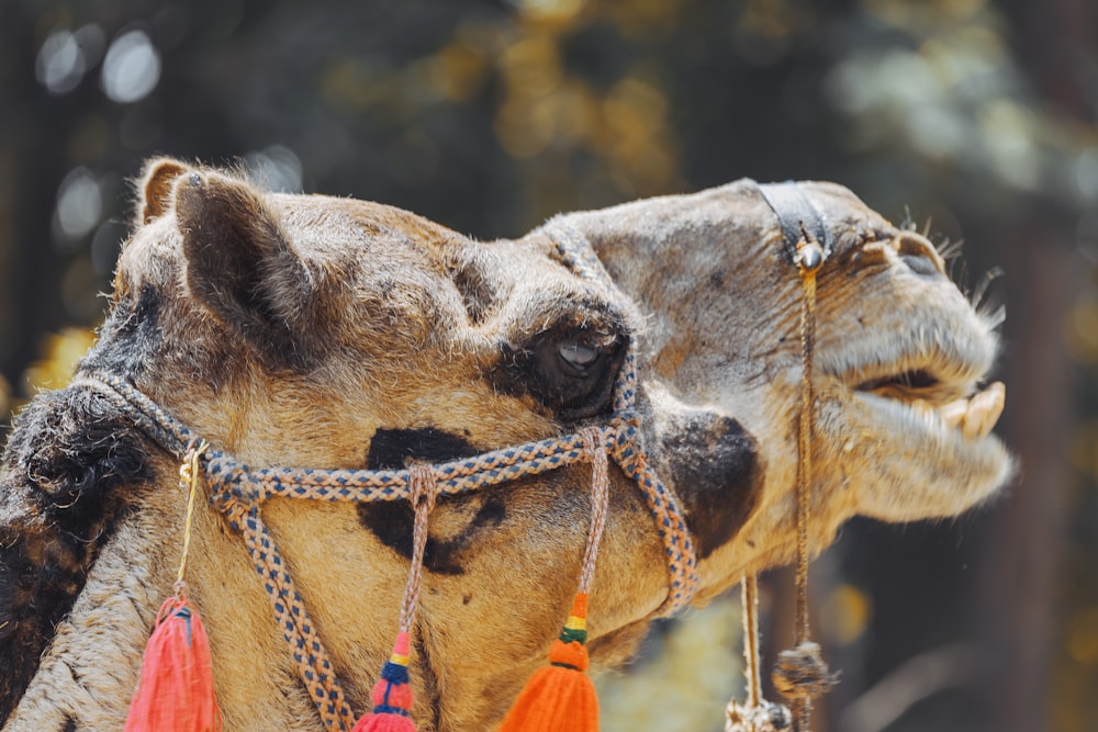 a close up of a camel's head with a tree in the background