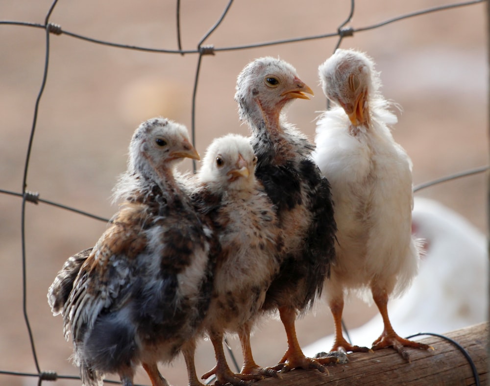 a group of small birds standing on a piece of wood