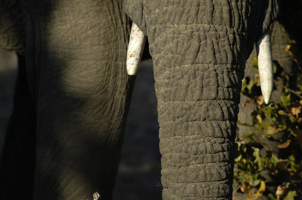 a close up of an elephant with tusks