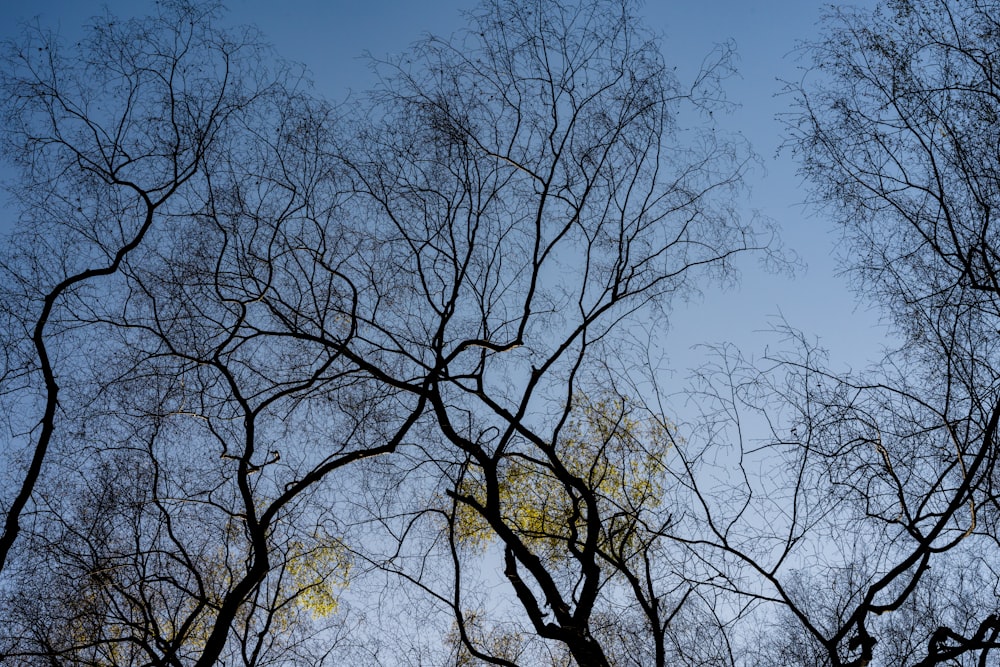 the tops of trees against a blue sky