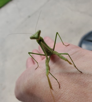 A green praying mantis with long antennae is perched on the back of a person's hand. The insect's slender legs and intricately segmented thorax and abdomen are in clear view. The setting appears to be outdoors, with a blurred natural background.