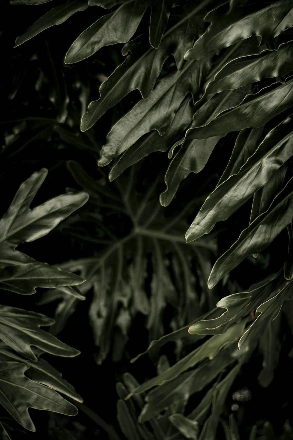 a close up of a green plant with leaves