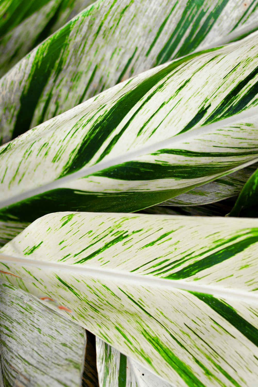 a close up of a green and white plant