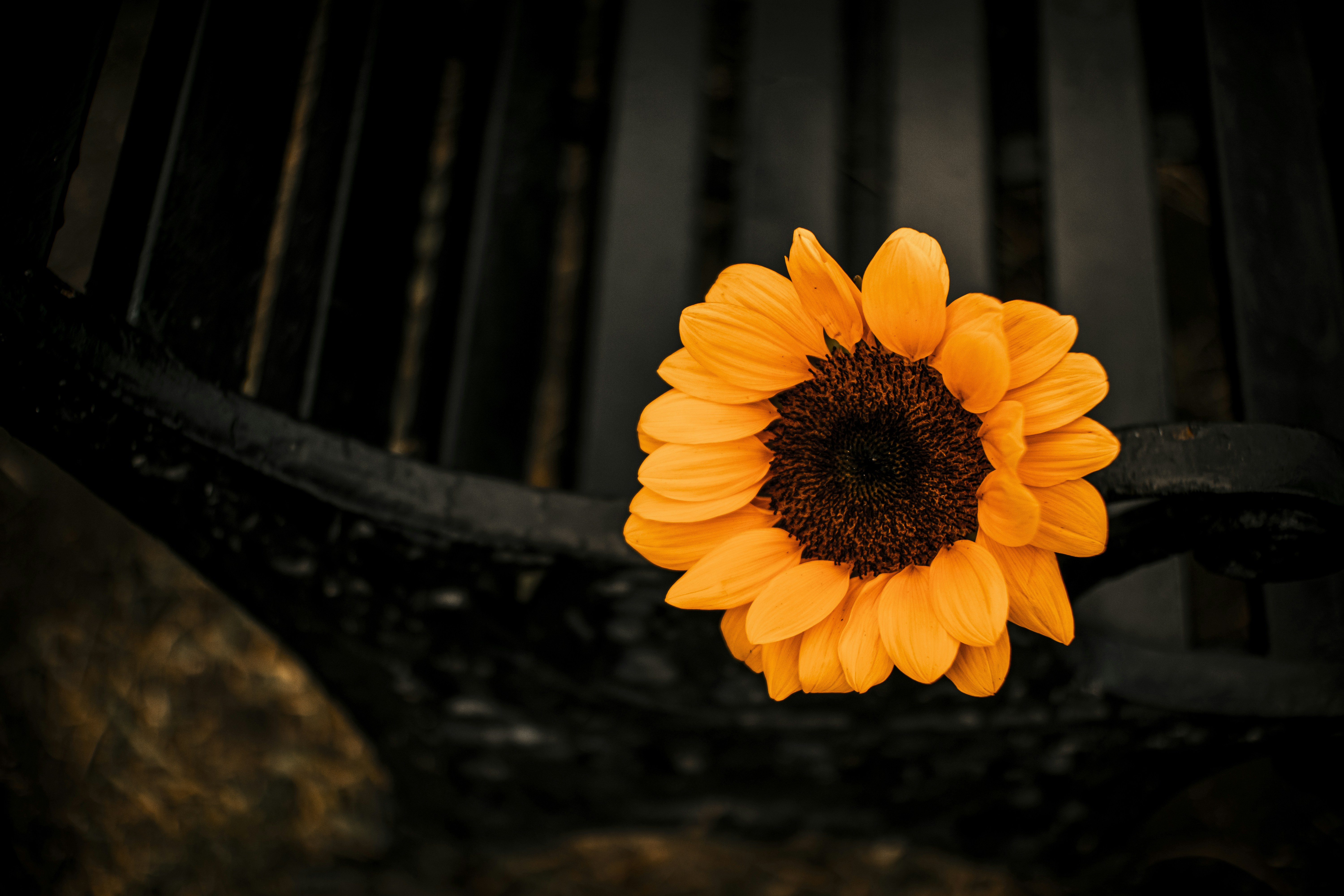 The Sunflower