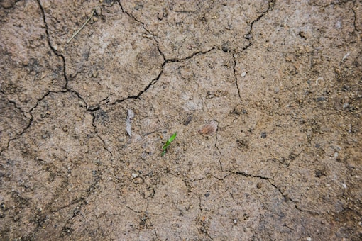 alluvial soil