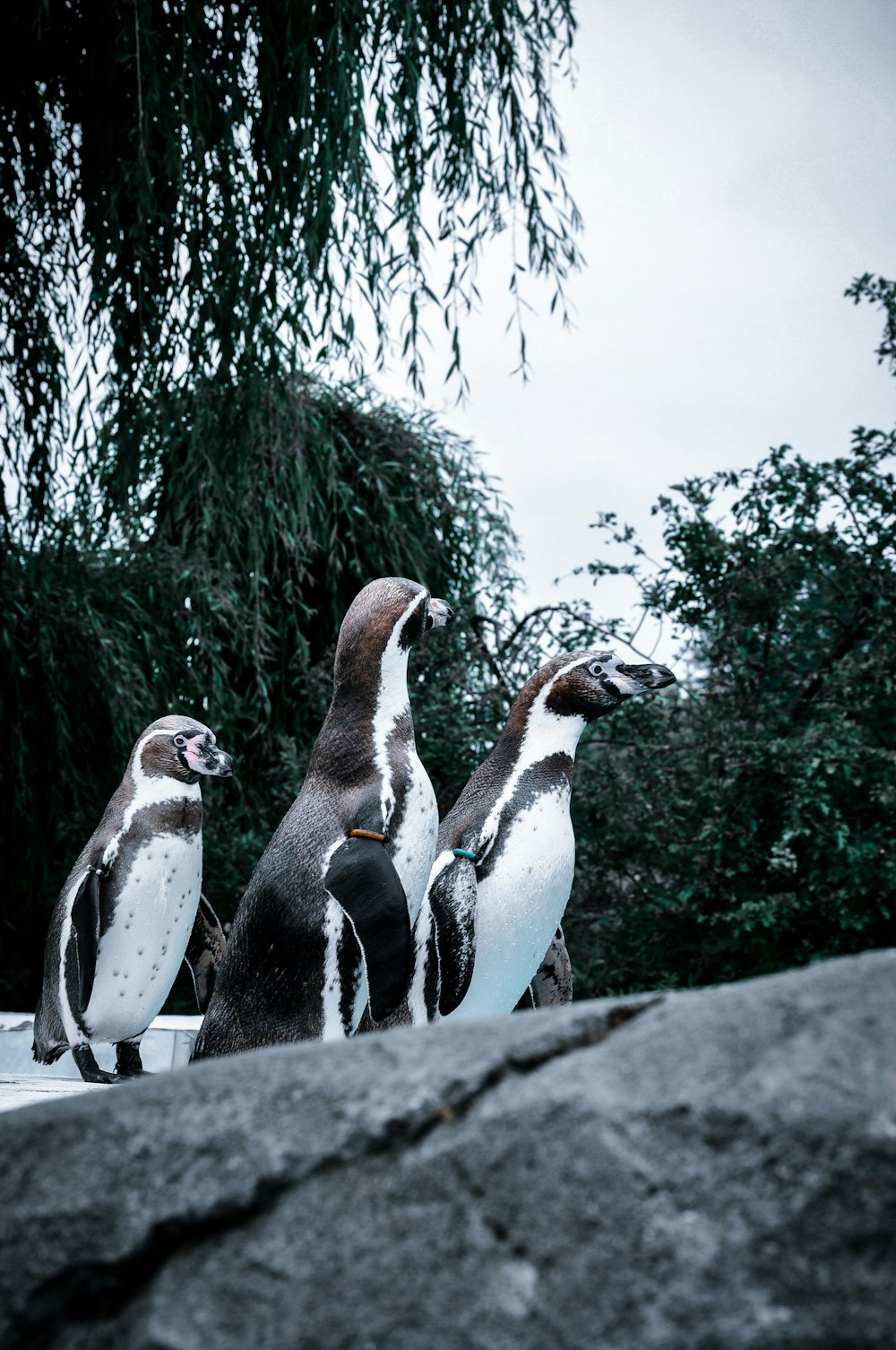 a group of penguins standing next to each other